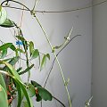 Ceropegia stapeliformis