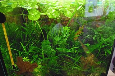 Akwarium na wodzie demineralizowanej #akwarium #rośliny
