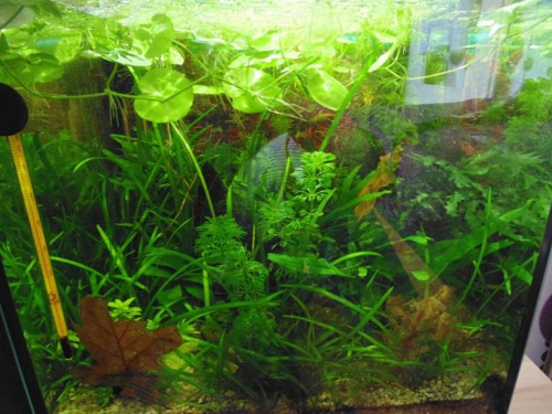 Akwarium na wodzie demineralizowanej #akwarium #rośliny