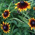 rudbekie