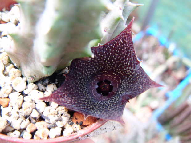 Huernia