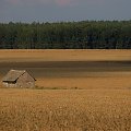 samotna chałupka w zbożu