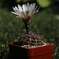 Gymnocalycium borthii MT 0715/1, Los Duraznitos, San Luis, Argentina