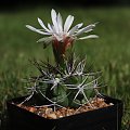 Gymnocalycium valnicekianum TOM 06-032/1, San Marcos Sierra, SA Cinipito