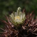 Gymnocalycium schickendantzii v. pungens