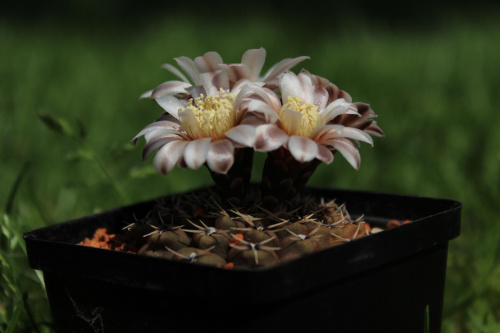 Gymnocalycium stellatum VS 140