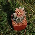 Gymnocalycium striglianum ssp. aeneum