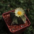 Astrophytum myriostigma Nudum