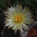 Astrophytum ornatum