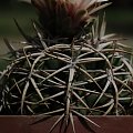 Gymnocalycium ferox v. ferocior