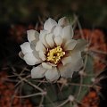 Gymnocalycium ambatoense