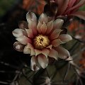 Gymnocalycium catamarcense f. belense