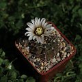 Gymnocalycium riojense, STO 009, Sierra Brava, Catamarca, Argentina