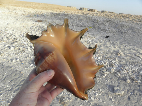 Red Sea Marsa El Alam 2015
