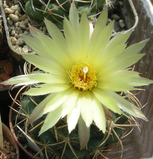 coryphantha