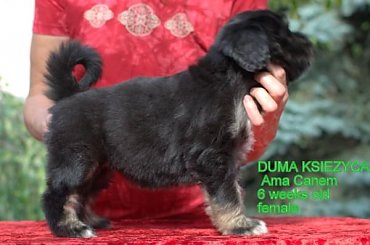 #POn #PolskiOwczarekNizinny #AmaCanem