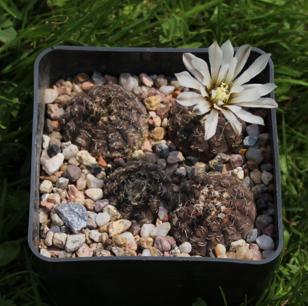 Gymnocalycium ragonesei Lau 472