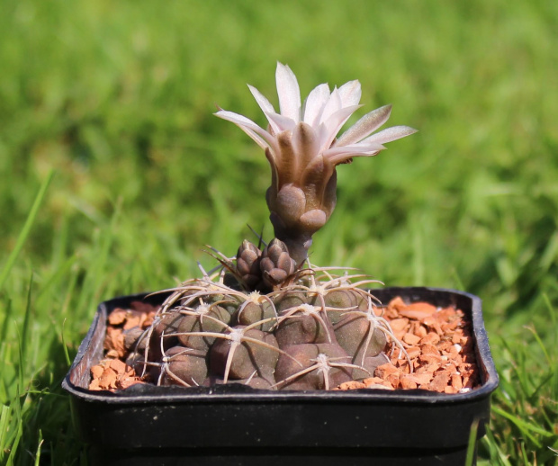 Gymnocalycium guanchinense VS 36