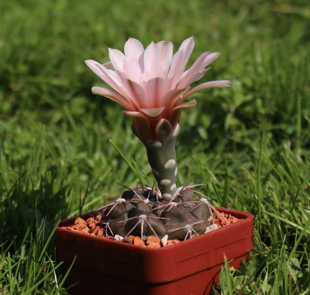 Gymnocalycium hinojitum MT 07-091