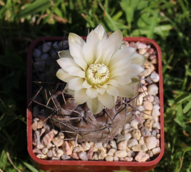 Gymnocalycium chubutense JPR 92-29/72