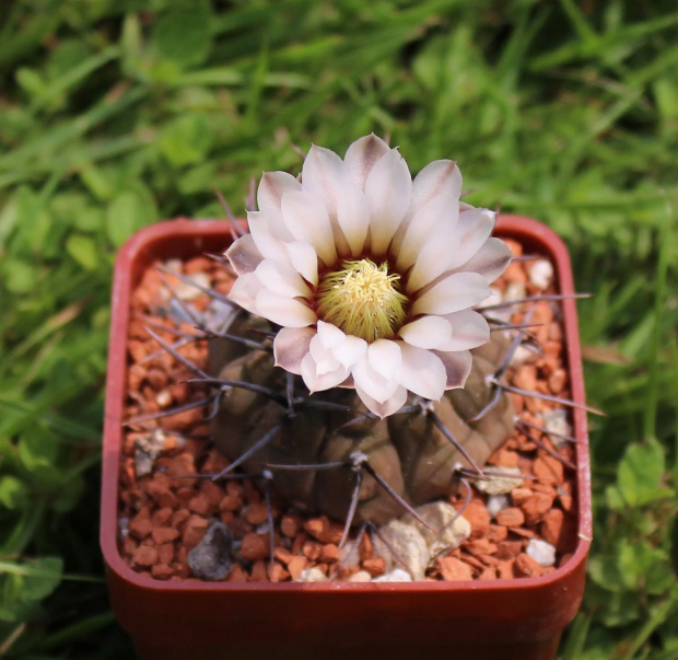 Gymnocalycium riojense v. paucispinum