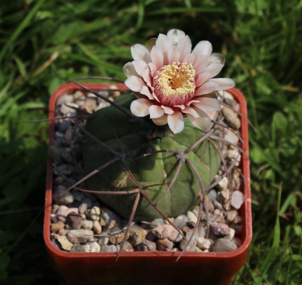 Gymnocalycium spegazzinii LF 58