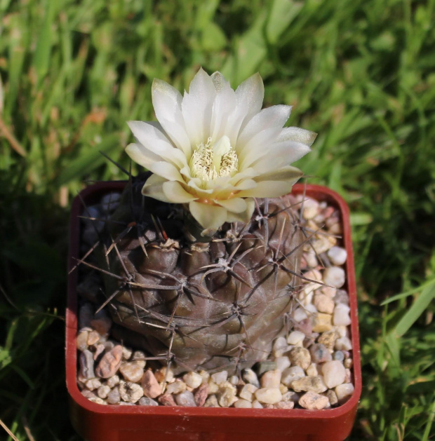 Gymnocalycium chubutense JPR 92-29/72