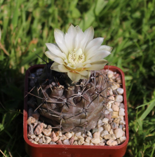 Gymnocalycium chubutense JPR 92-29/72