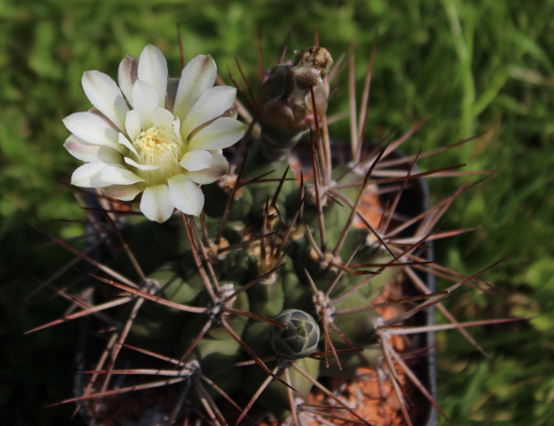 Gymnocalycium pungens