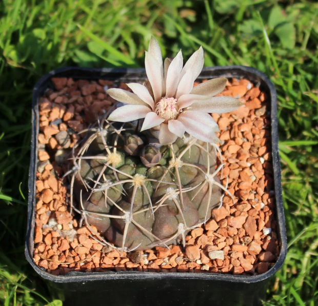 Gymnocalycium guanchinense VS 36
