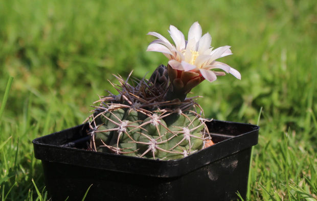 Gymnocalycium ochoterenae v. herbsthoferianum