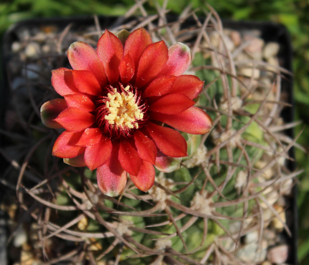 Gymnocalycium carminanthum