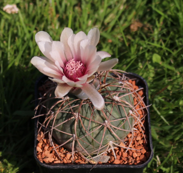 Gymnocalycium spegazzinii VS 120