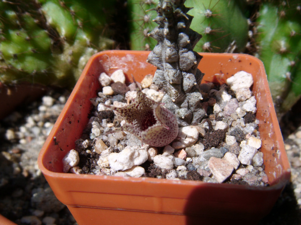 s.decaryi