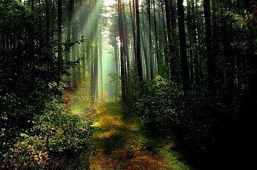 Zaczarowany las