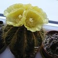 Notocactus magnificus