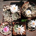 turbinicarpus