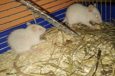 Vinci i Vegas #szczur #szczury