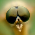 Głowa muchówki:)
