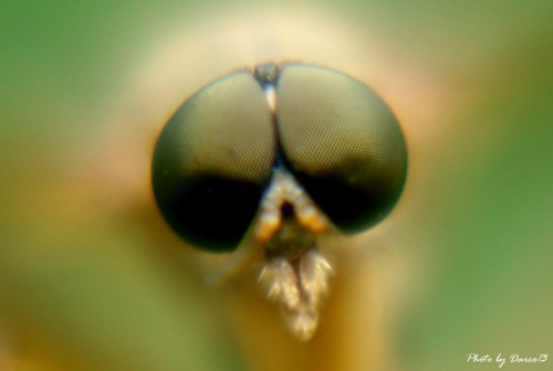 Głowa muchówki:)