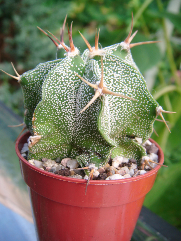 astrophytum