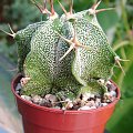 astrophytum