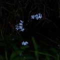 #kwiaty #niebieski #rośliny #natura #przyroda