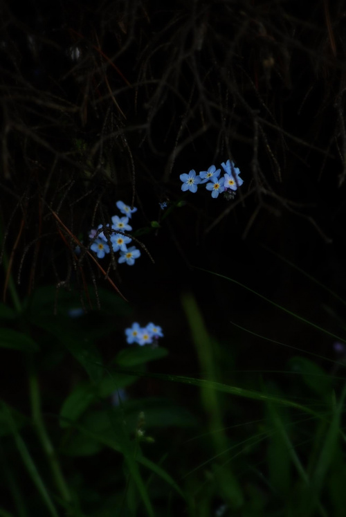 #kwiaty #niebieski #rośliny #natura #przyroda