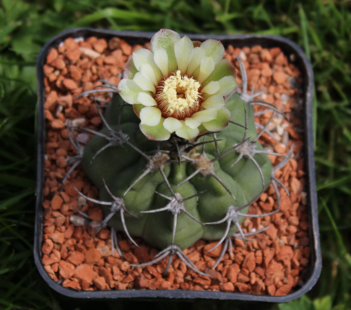 Gymnocalycium curvispinum, Portezuello