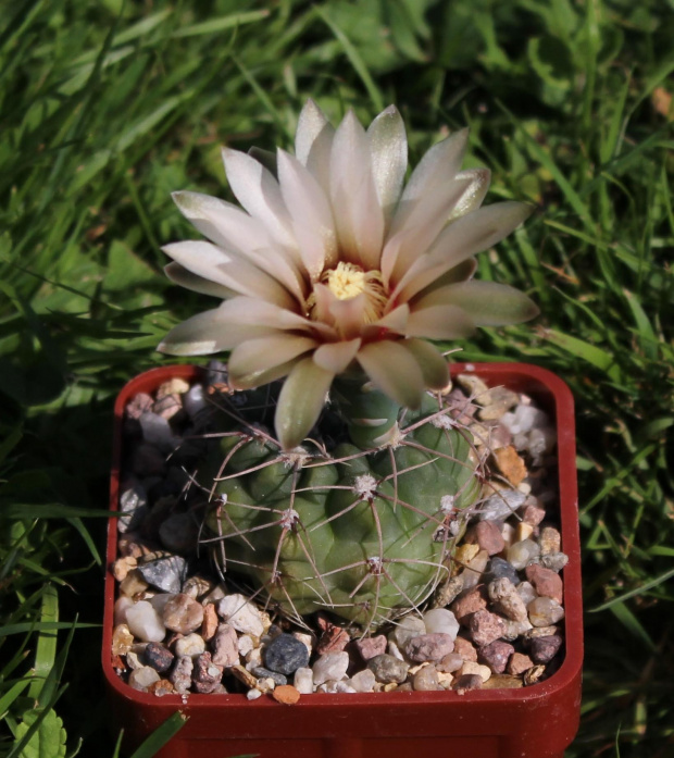 Gymnocalycium spec. JPR 92-103/249