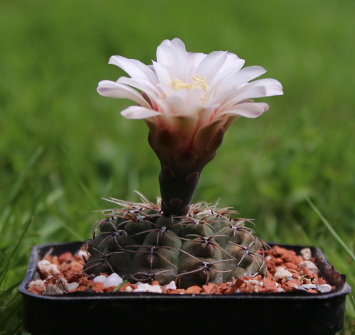 Gymnocalycium quehlianum DV 60