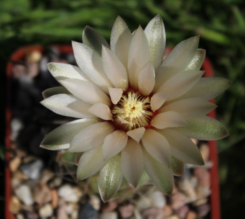 Gymnocalycium spec. JPR 92-103/249