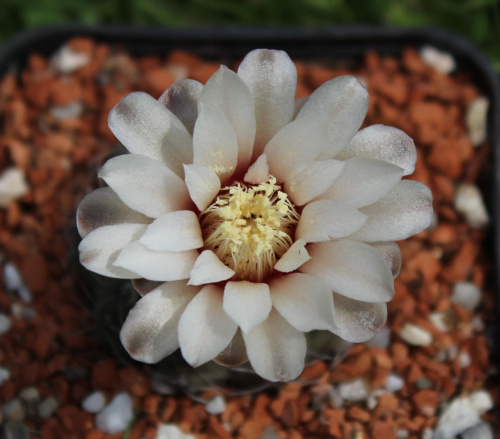 Gymnocalycium quehlianum DV 60