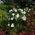 Alba Rose #kwiaty #ogródek